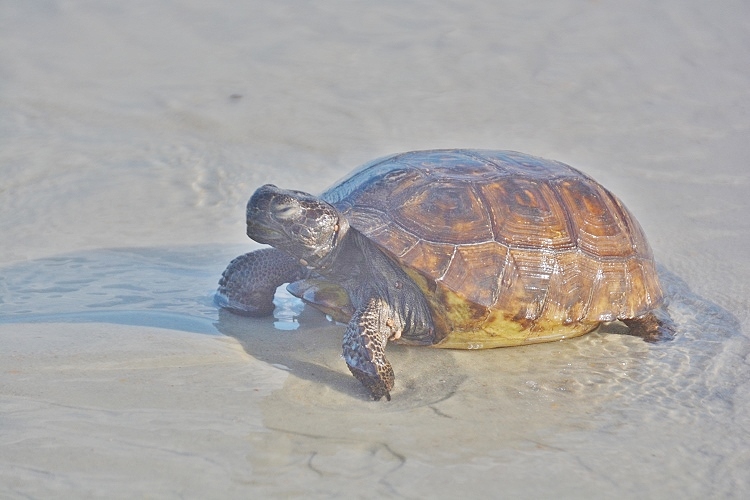 turtle